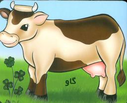 عکس گاو