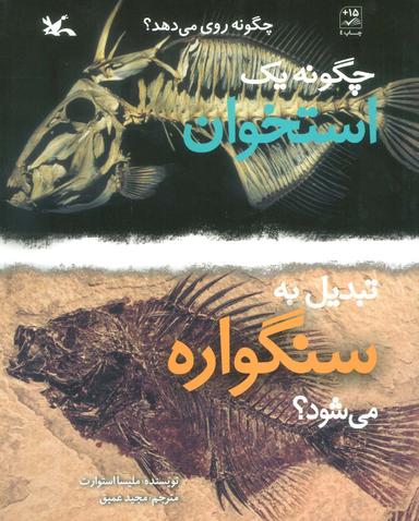 عکس چگونه یک استخوان تبدیل به سنگواره می‌شود؟