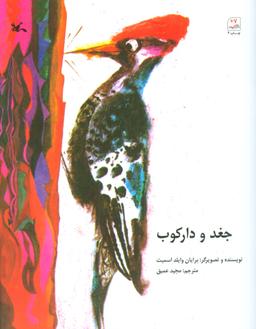 عکس جغد و دارکوب