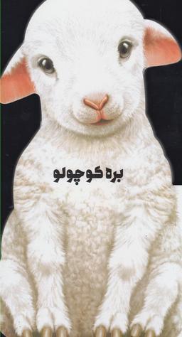 عکس بره کوچولو