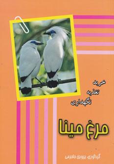 عکس مرغ مینا